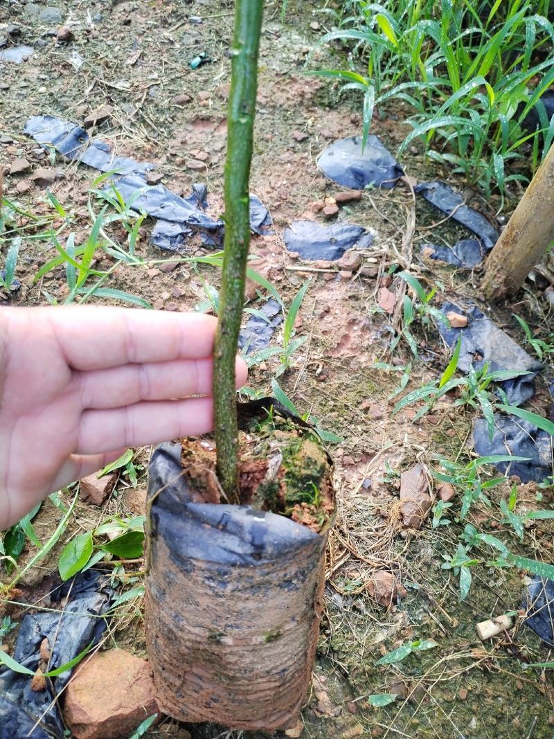 广东香水柠檬苗