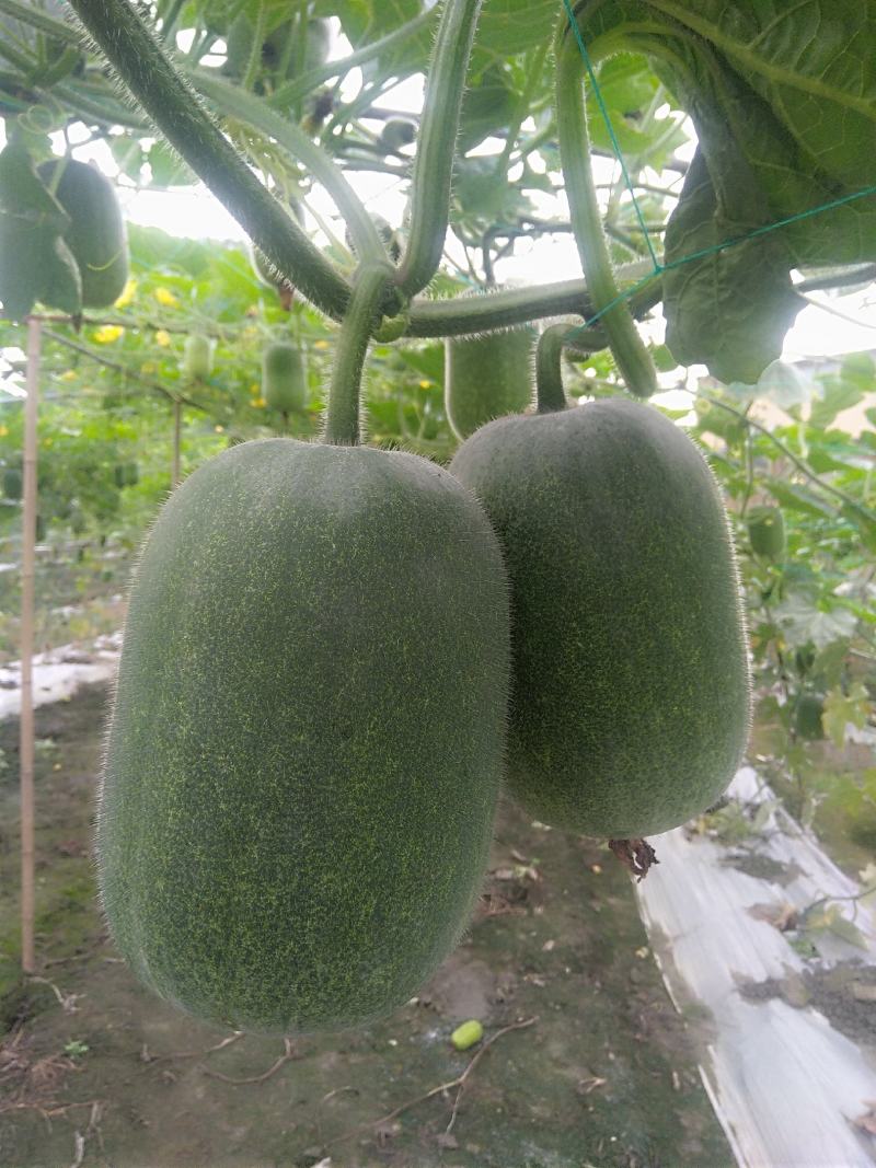 冬瓜