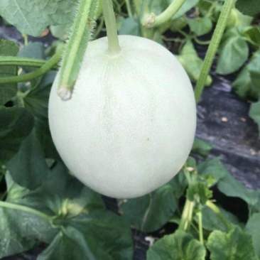 唇齿留香的玉菇甜瓜