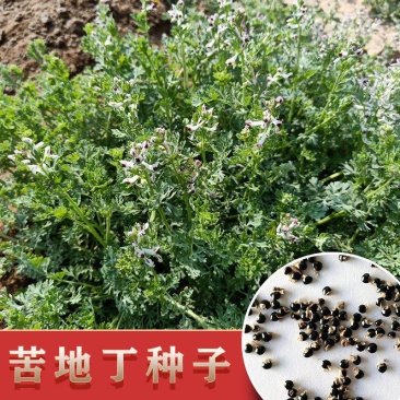 优质苦地丁种子地丁草籽药材河北产地苦地丁药材绿化种子种籽