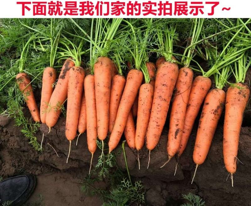 胡萝卜批发现挖现发新鲜萝卜电商代发一件代发红萝卜水果萝卜