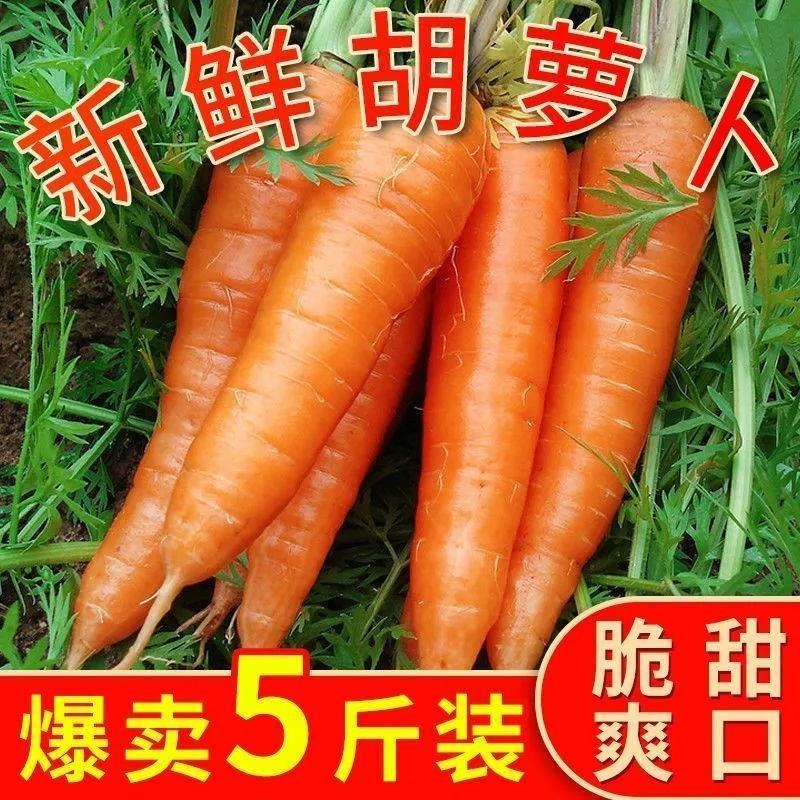 胡萝卜批发现挖现发新鲜萝卜电商代发一件代发红萝卜水果萝卜
