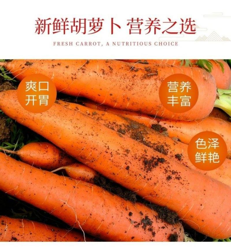 胡萝卜批发现挖现发新鲜萝卜电商代发一件代发红萝卜水果萝卜