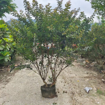 小叶紫薇细叶紫薇各种规格基地大量现货供应，欢迎咨询