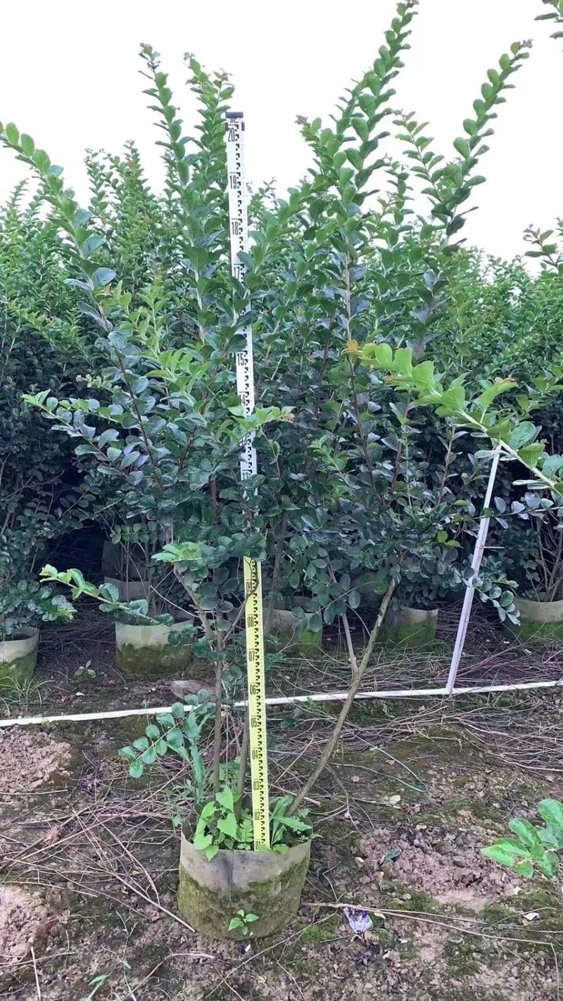小叶紫薇细叶紫薇各种规格基地大量现货供应，欢迎咨询