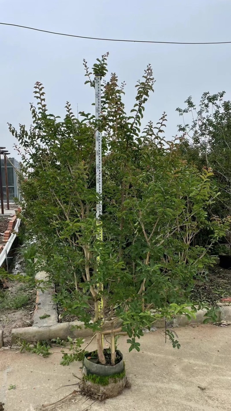 小叶紫薇细叶紫薇各种规格基地大量现货供应，欢迎咨询