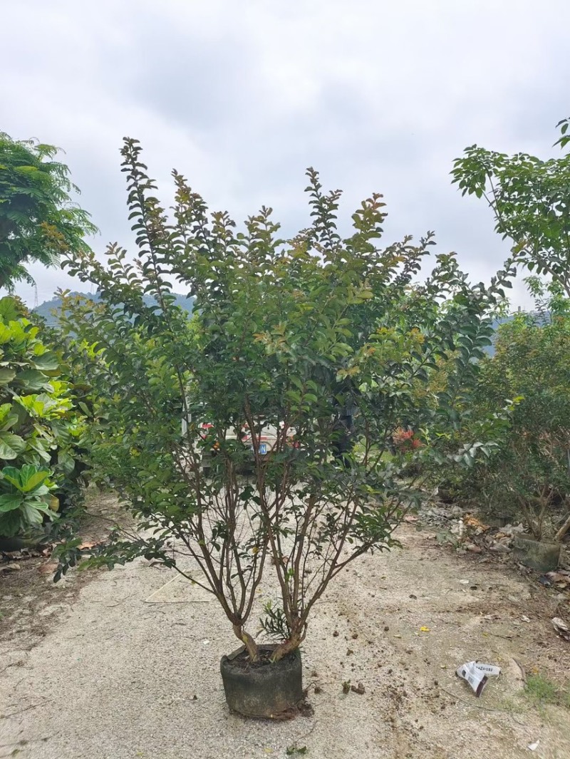 小叶紫薇细叶紫薇各种规格基地大量现货供应，欢迎咨询