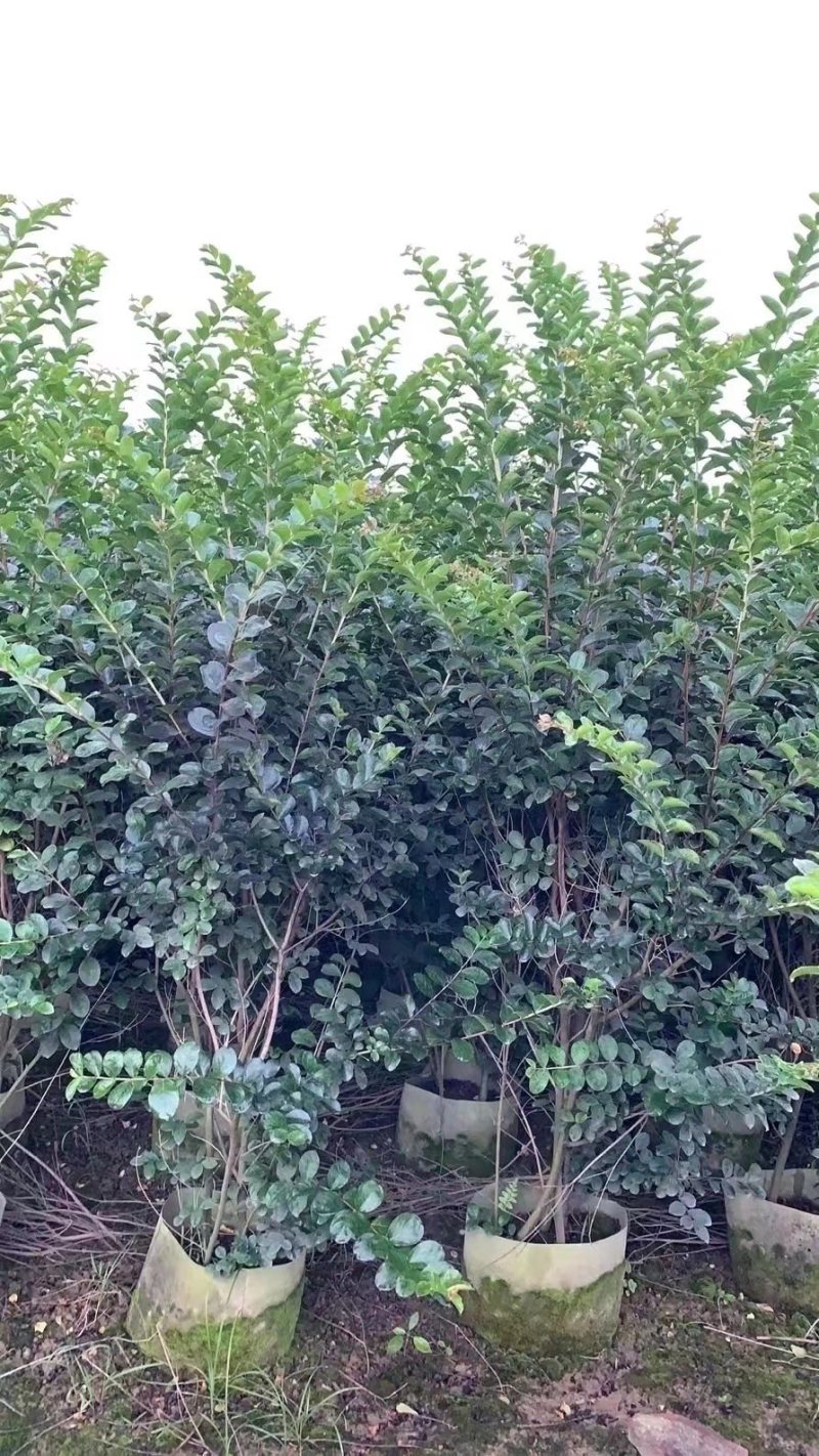 小叶紫薇细叶紫薇各种规格基地大量现货供应，欢迎咨询