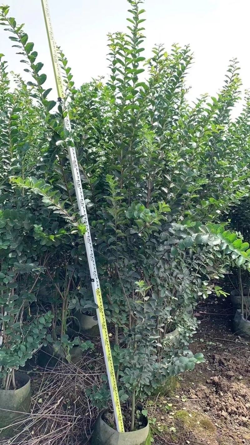 小叶紫薇细叶紫薇各种规格基地大量现货供应，欢迎咨询