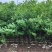 小叶紫薇细叶紫薇各种规格基地大量现货供应，欢迎咨询