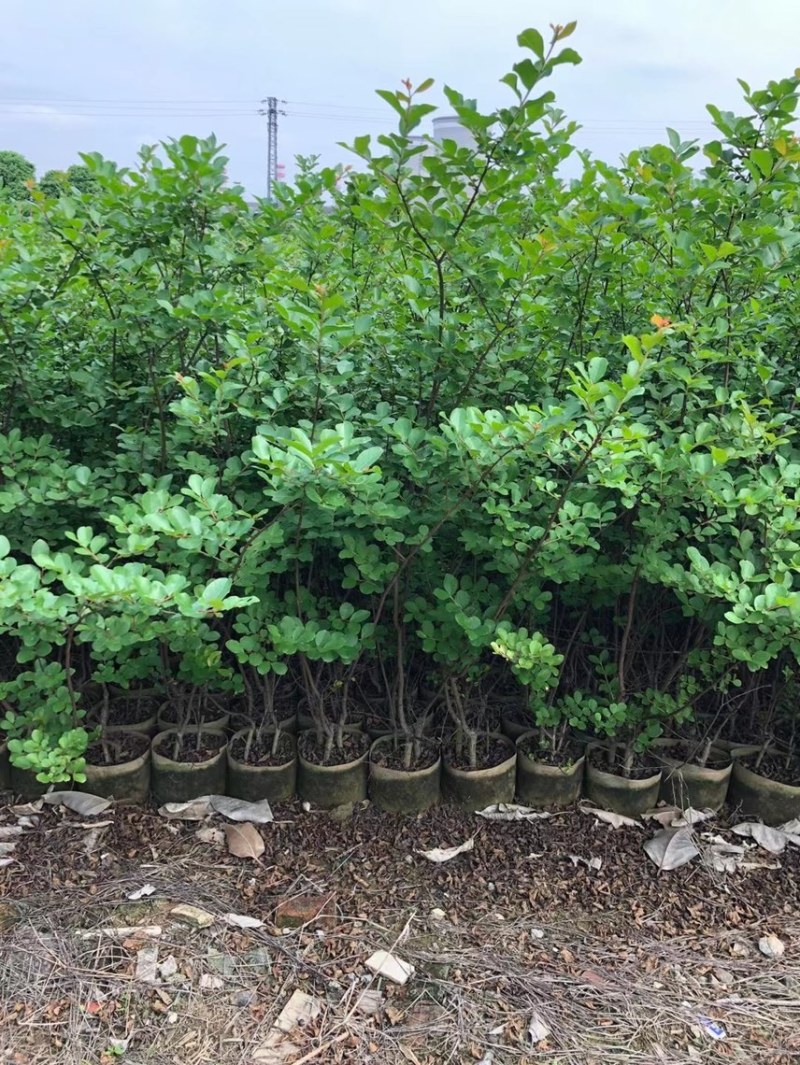 小叶紫薇细叶紫薇各种规格基地大量现货供应，欢迎咨询