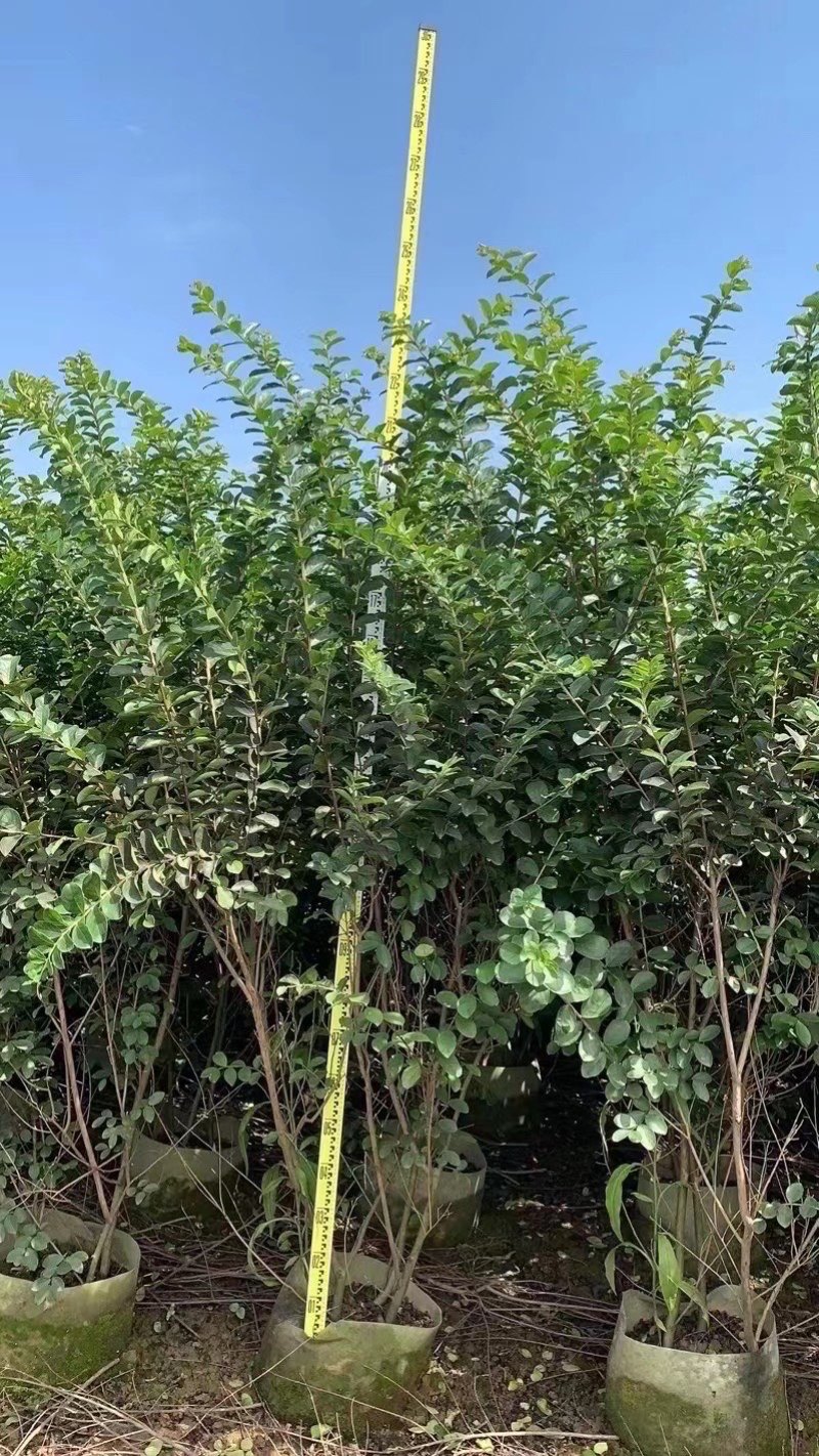 小叶紫薇细叶紫薇各种规格基地大量现货供应，欢迎咨询