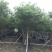 小叶紫薇细叶紫薇各种规格基地大量现货供应，欢迎咨询