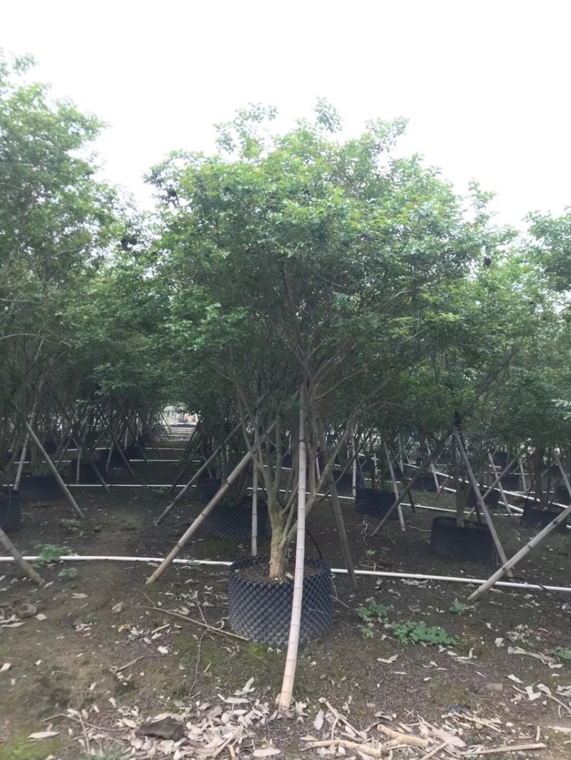 小叶紫薇细叶紫薇各种规格基地大量现货供应，欢迎咨询