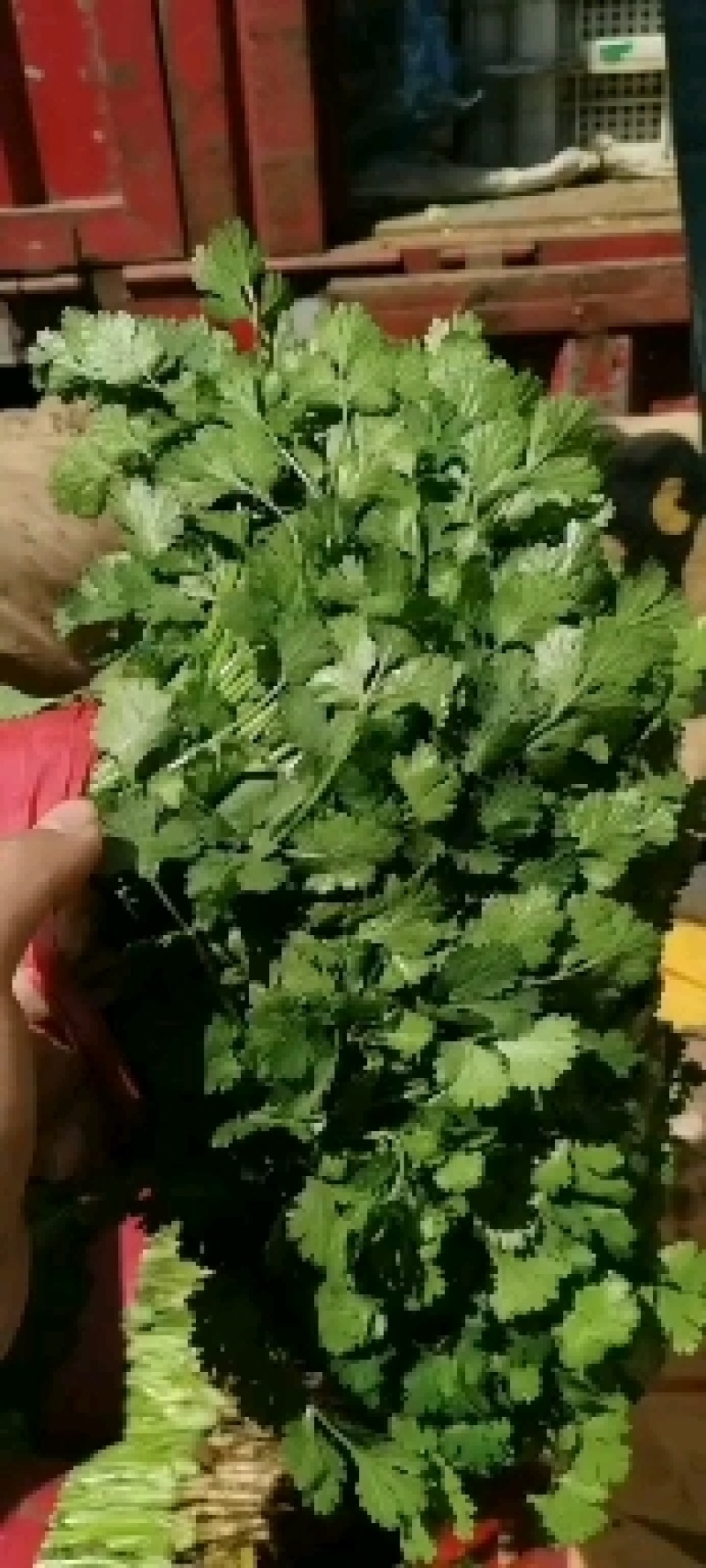 精品香菜，现货供应，全年有货量大从优，欢迎采购