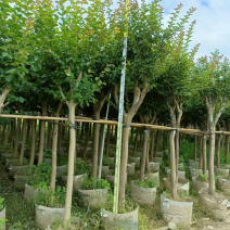 小叶紫薇细叶紫薇单杆各种规格基地大量现货供应，欢迎咨询