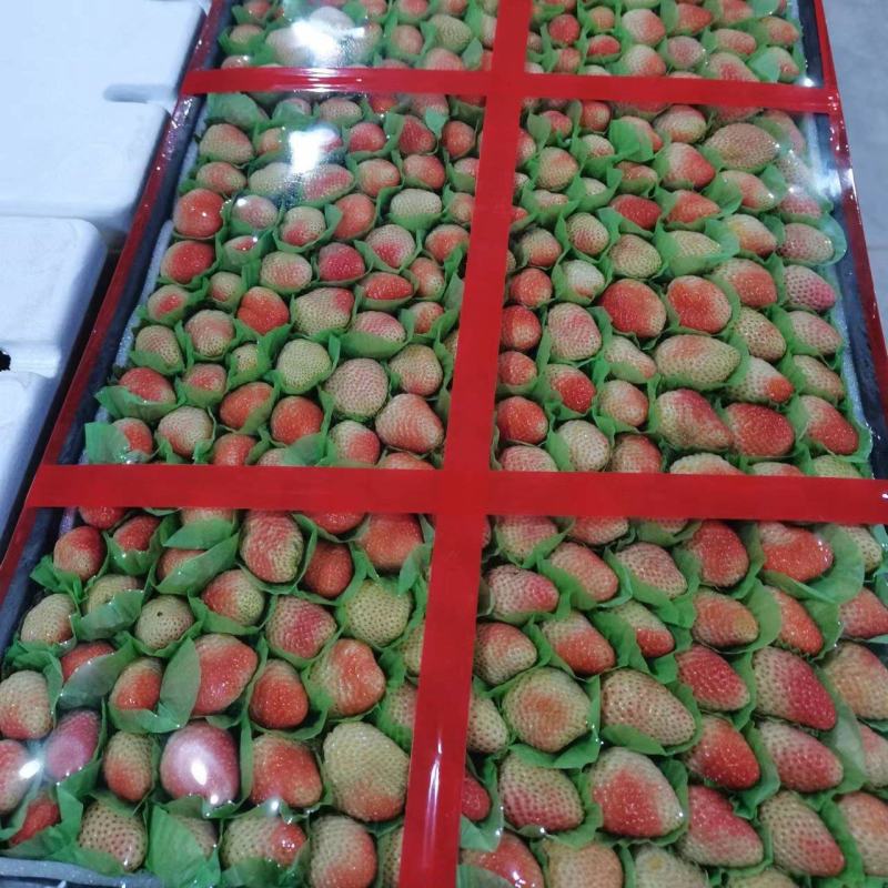高原草莓奶油草莓味甜多汁个大饱满量大从优对接个大商超