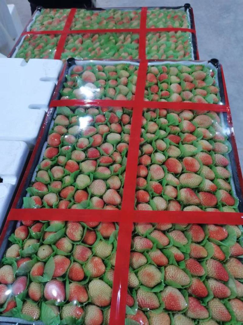 高原草莓奶油草莓味甜多汁个大饱满量大从优对接个大商超