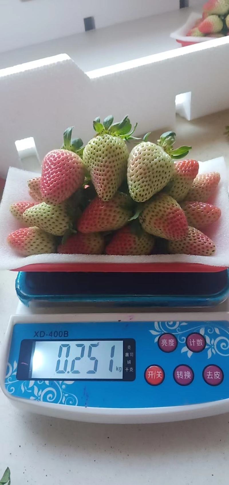 高原草莓奶油草莓味甜多汁个大饱满量大从优对接个大商超
