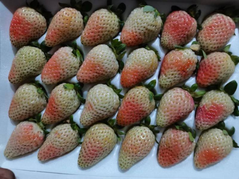 高原草莓奶油草莓味甜多汁个大饱满量大从优对接个大商超
