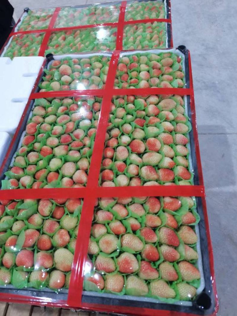 高原草莓奶油草莓味甜多汁个大饱满量大从优对接个大商超