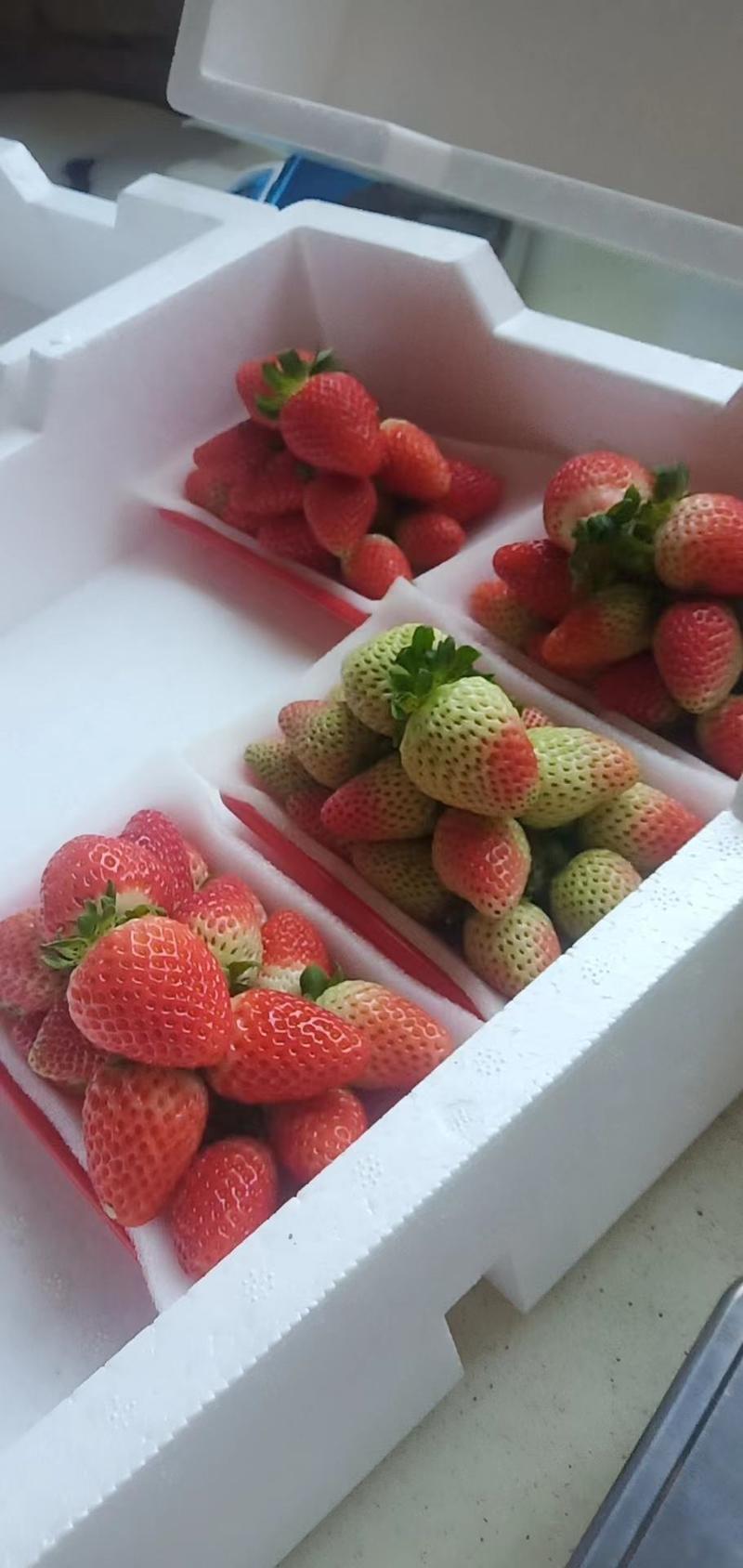 高原草莓奶油草莓味甜多汁个大饱满量大从优对接个大商超
