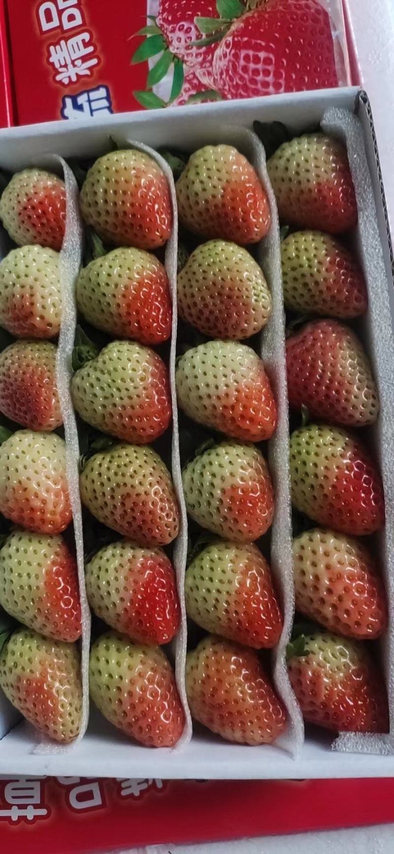 高原草莓奶油草莓味甜多汁个大饱满量大从优对接个大商超