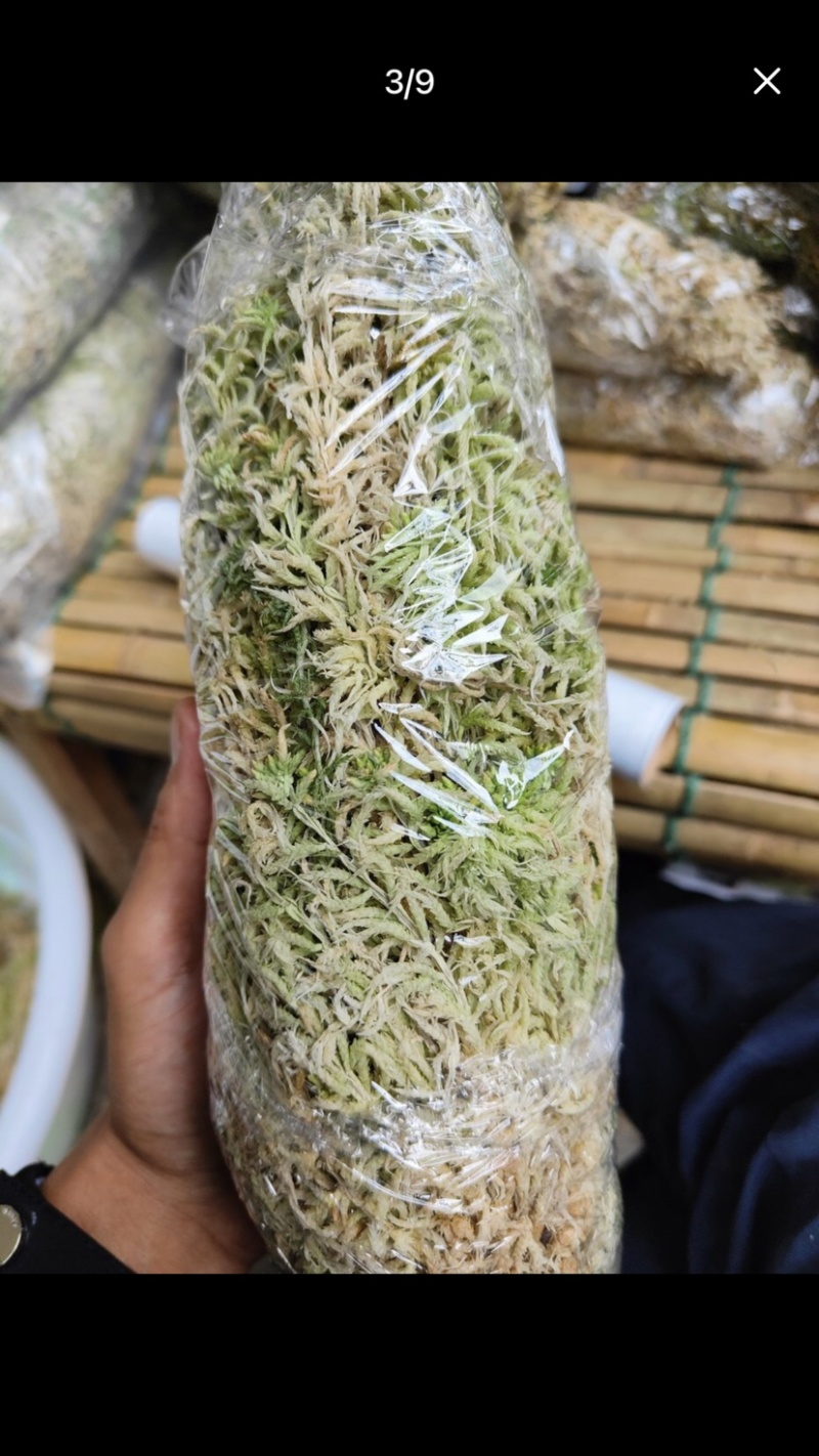 水苔