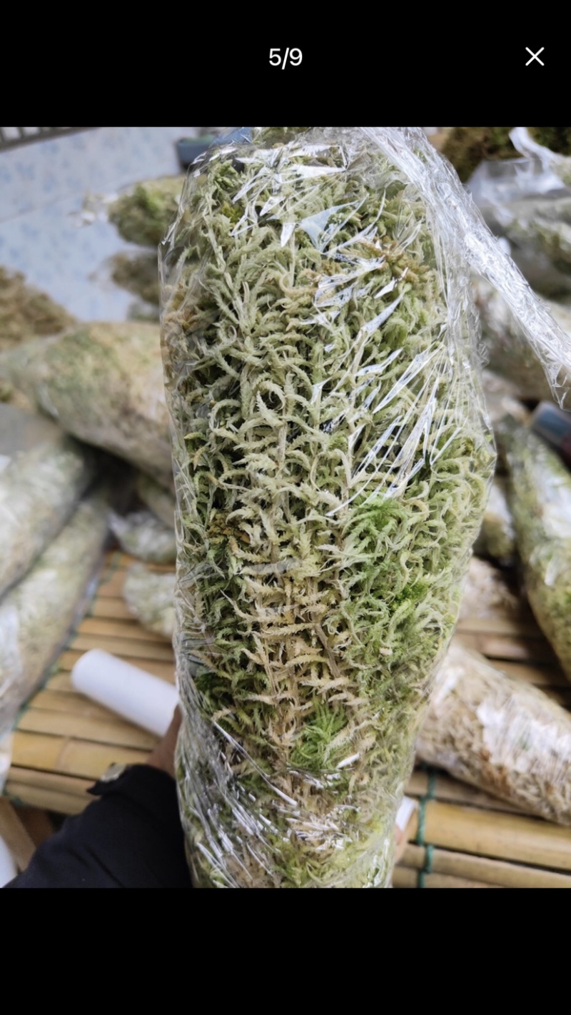 水苔