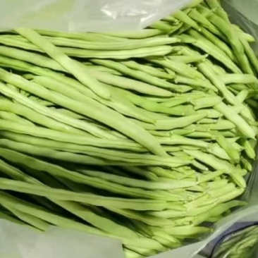 山东九粒青芸豆对接全国价格优惠欢迎询价热卖全国