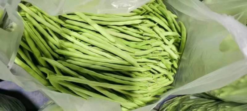 山东九粒青芸豆对接全国价格优惠欢迎询价热卖全国