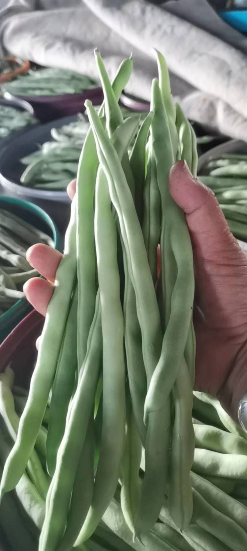 山东九粒青芸豆对接全国价格优惠欢迎询价热卖全国