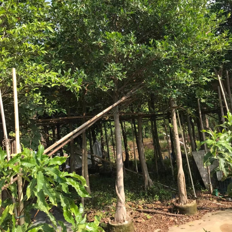 小叶榕细叶榕各种规格基地大量现货供应，欢迎各位客户咨询
