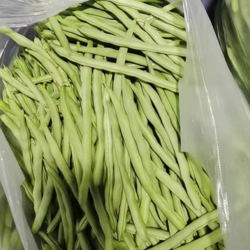 山东九粒青芸豆对接全国价格优惠欢迎询价热卖全国