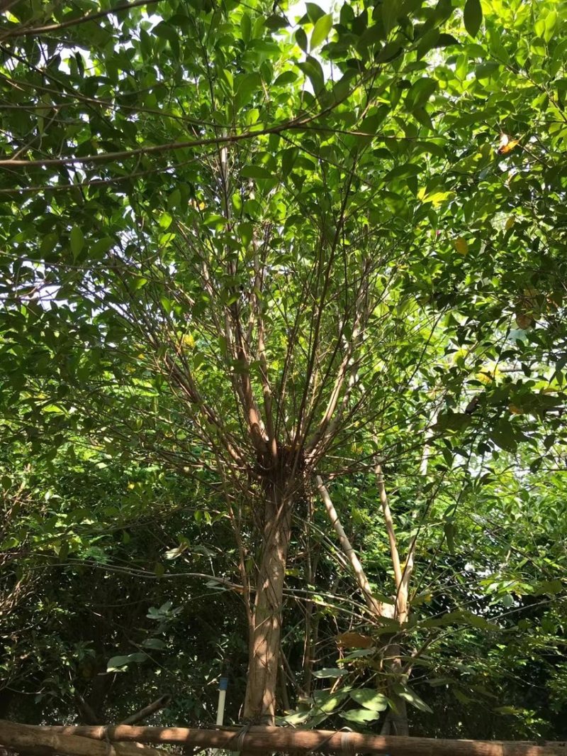 小叶榕细叶榕各种规格基地大量现货供应，欢迎各位客户咨询