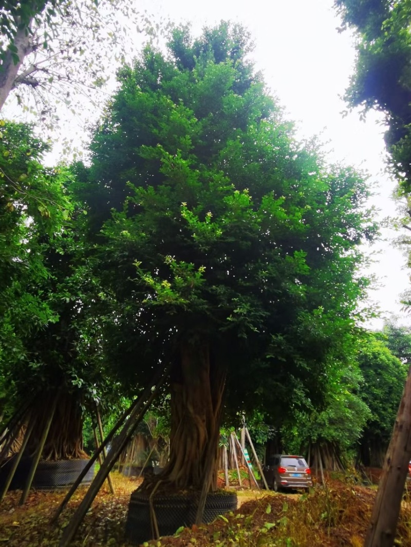 小叶榕细叶榕各种规格基地大量现货供应，欢迎各位客户咨询