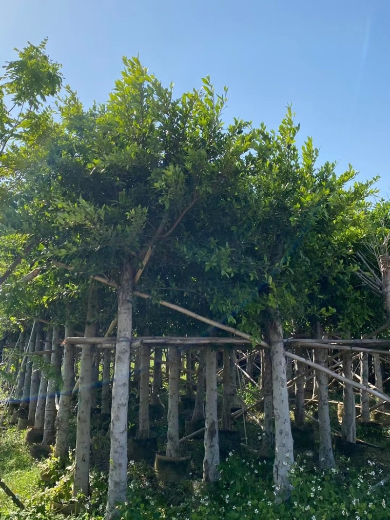 小叶榕细叶榕各种规格基地大量现货供应，欢迎各位客户咨询