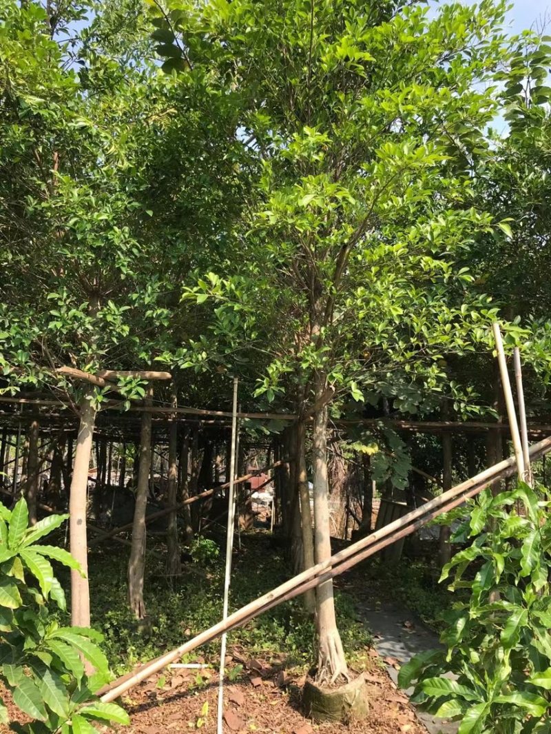 小叶榕细叶榕各种规格基地大量现货供应，欢迎各位客户咨询
