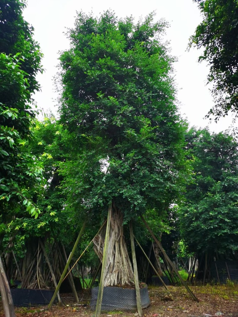 小叶榕细叶榕各种规格基地大量现货供应，欢迎各位客户咨询