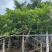 小叶榕细叶榕各种规格基地大量现货供应，欢迎各位客户咨询