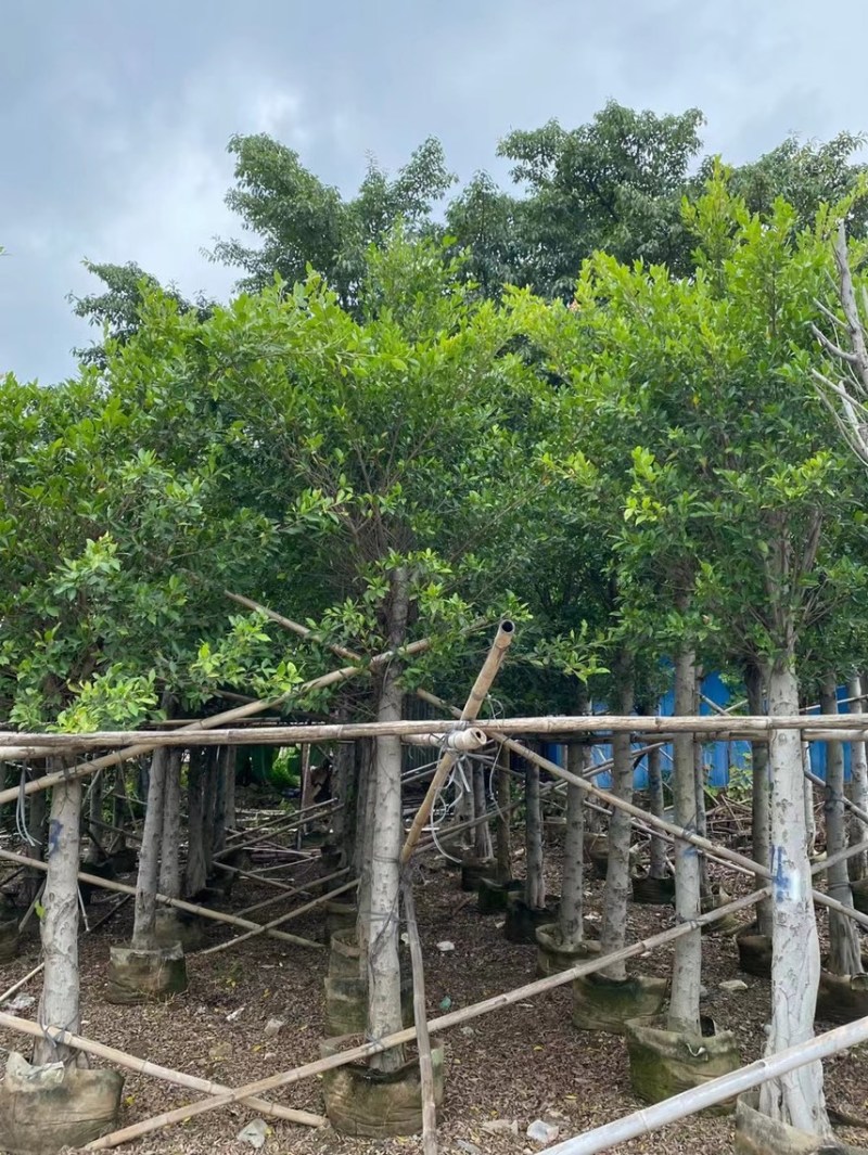 小叶榕细叶榕各种规格基地大量现货供应，欢迎各位客户咨询