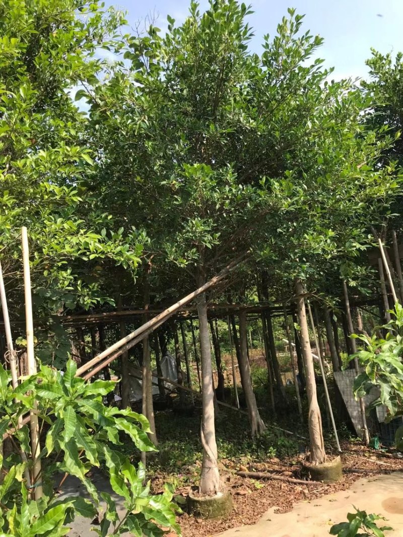小叶榕细叶榕各种规格基地大量现货供应，欢迎各位客户咨询