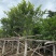 小叶榕细叶榕各种规格基地大量现货供应，欢迎各位客户咨询