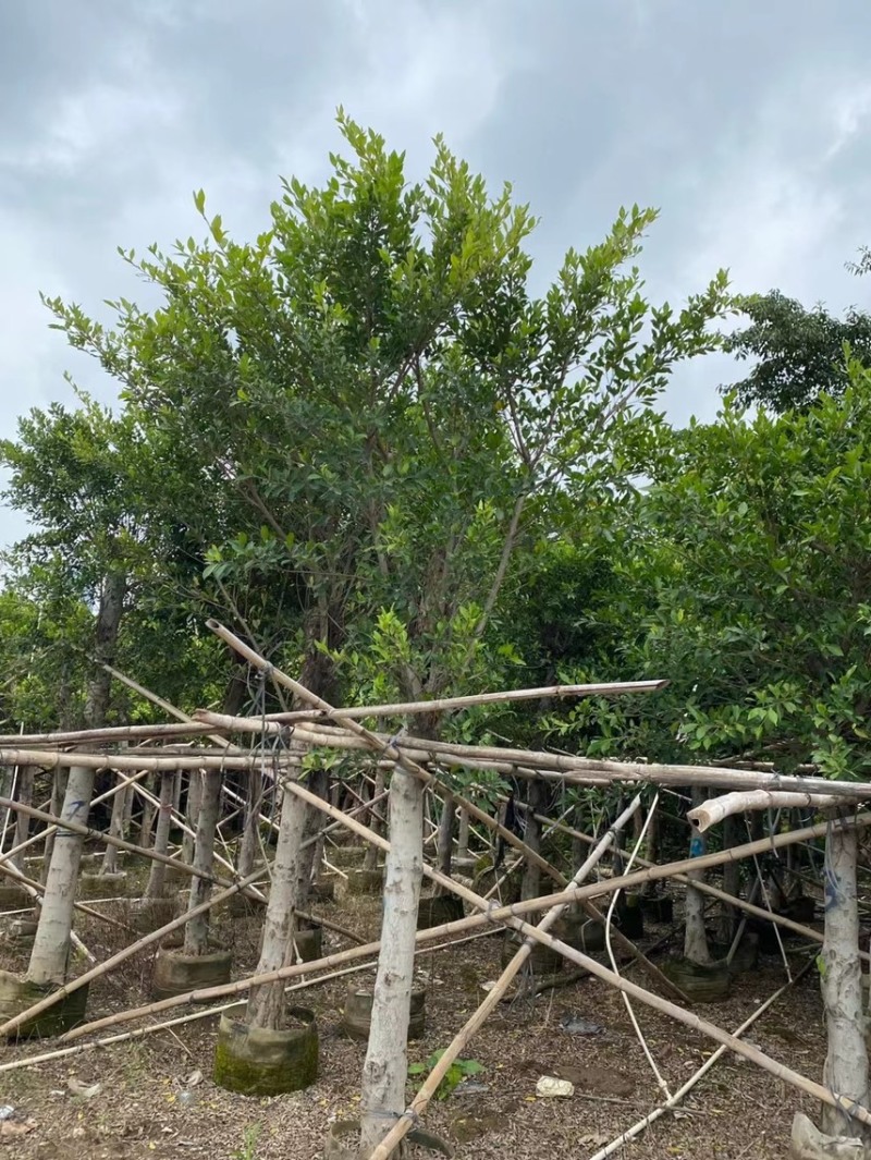 小叶榕细叶榕各种规格基地大量现货供应，欢迎各位客户咨询