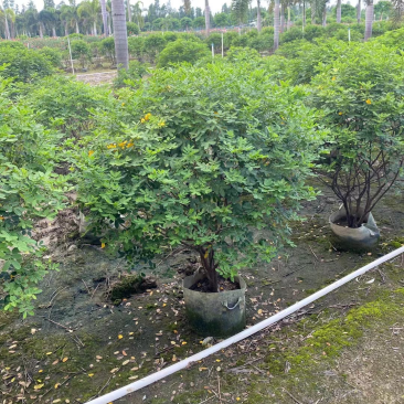双夹槐各种规格基地大量现货供应，欢迎各位客户咨询