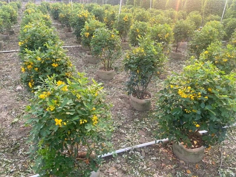双夹槐各种规格基地大量现货供应，欢迎各位客户咨询