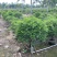 双夹槐各种规格基地大量现货供应，欢迎各位客户咨询