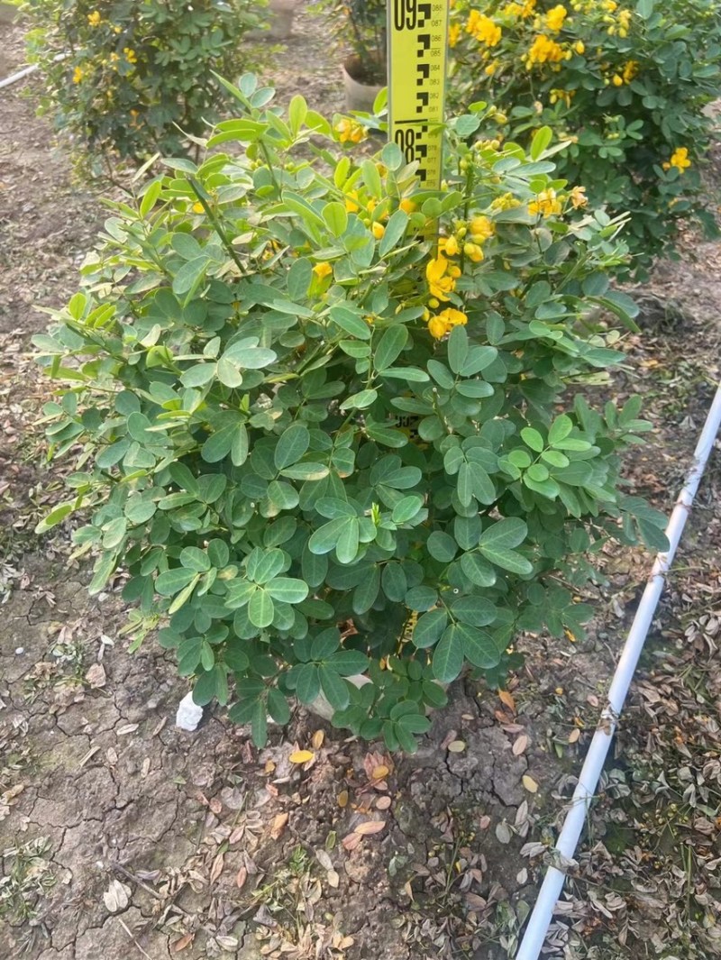 双夹槐各种规格基地大量现货供应，欢迎各位客户咨询