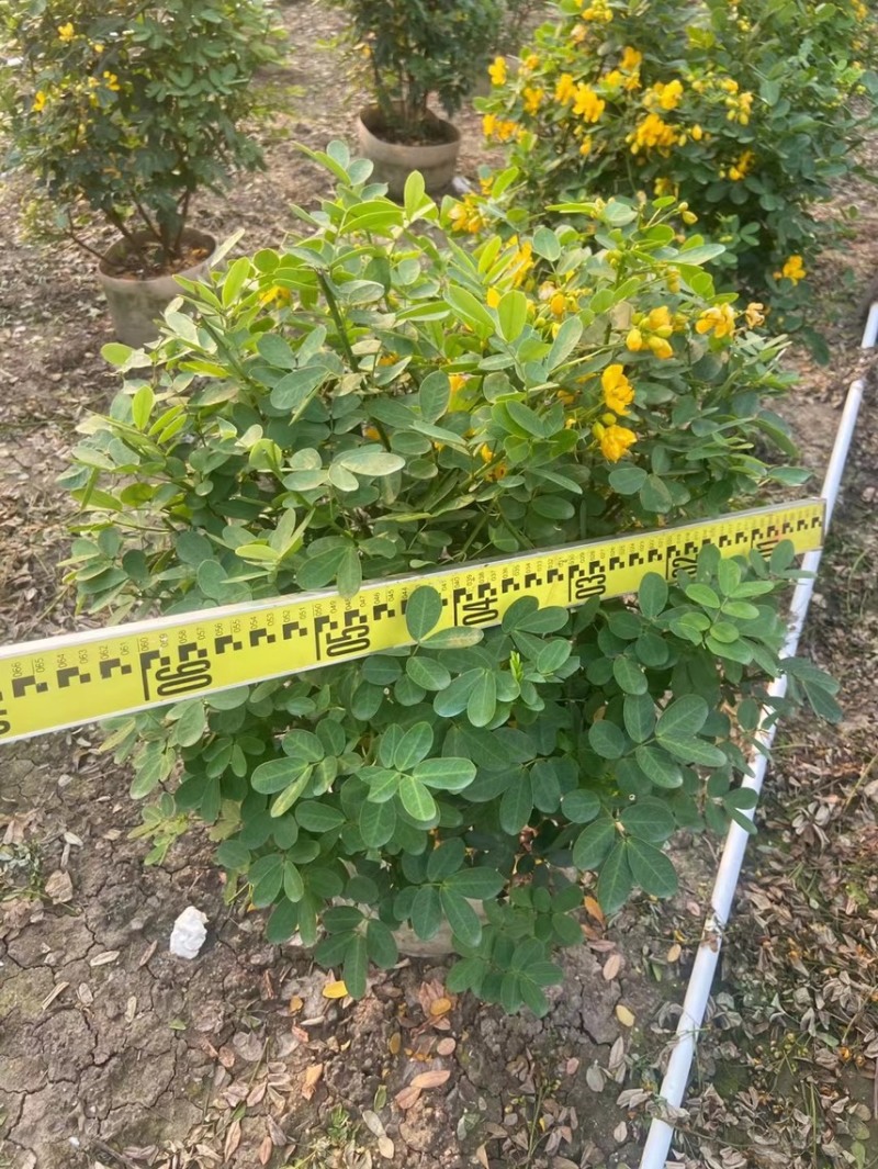 双夹槐各种规格基地大量现货供应，欢迎各位客户咨询