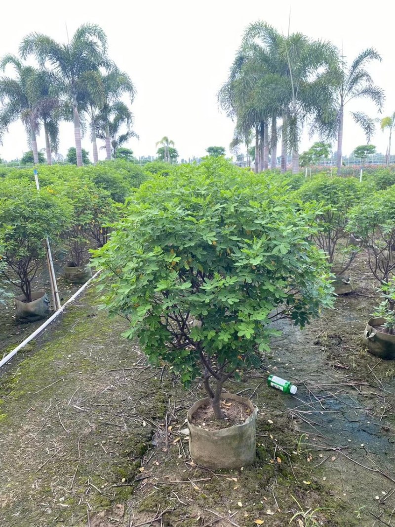 双夹槐各种规格基地大量现货供应，欢迎各位客户咨询